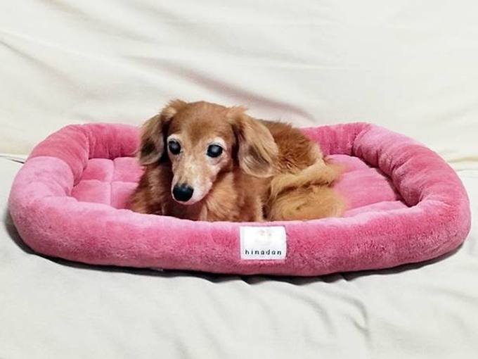 あたたかい犬ベッド　おすすめ　ひな暖ペットベッド　わんこ