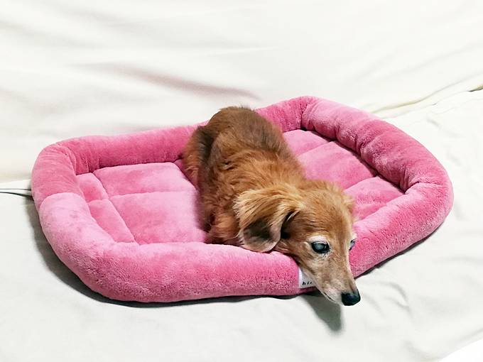 あたたかい犬ベッド　おすすめ　ひな暖ペットベッド　わんこ　あごのせ