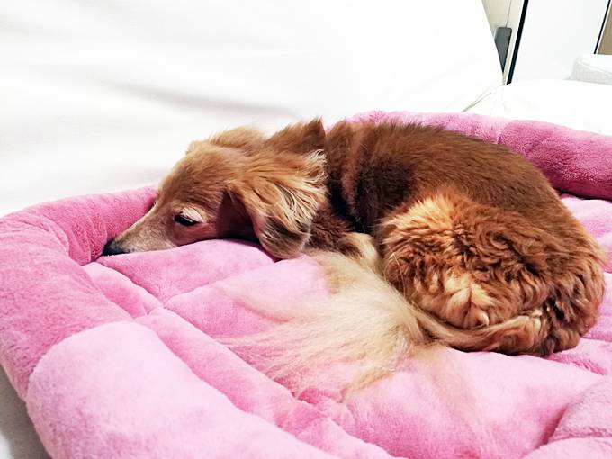 あたたかい犬用ベッド　おすすめ　ひな暖ペットベッド　猫用ベッド