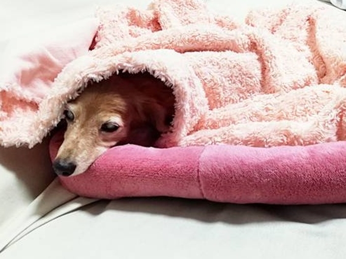 あたたかい犬ベッド　おすすめ　ひな暖ペットベッド　毛布　ブランケット　フリース