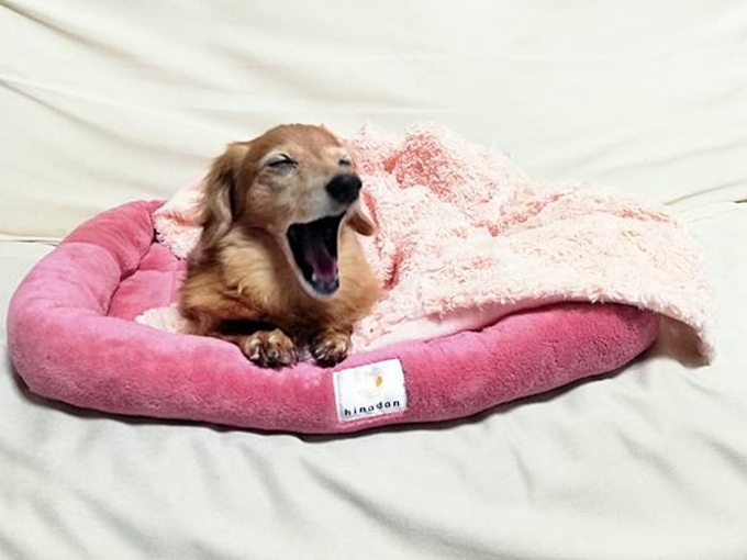 ひな暖ペットベッド　わんこ　犬　あたたかい
