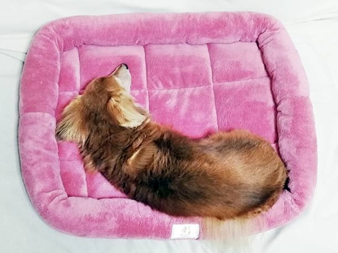 あたたかい犬ベッド　おすすめ　ひな暖ペットベッド　寝るわんこ